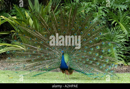 Paesaggio shot di pavone con piumaggio esteso Foto Stock