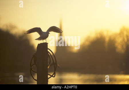 Testa nera Gabbiano, Larus ridibundus in inverno da Fiume Avon, Stratford-upon-Avon, Warwickshire, Inghilterra, Regno Unito Foto Stock