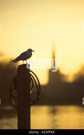 A testa nera Gabbiano, Larus ridibundus in inverno dal fiume Avon, Stratford-upon-Avon, Warwickshire, Inghilterra, Regno Unito Foto Stock