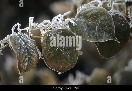 Knotweed giapponese Reynoutria japonica con gelo su, Warwickshire, Inghilterra, Regno Unito Foto Stock