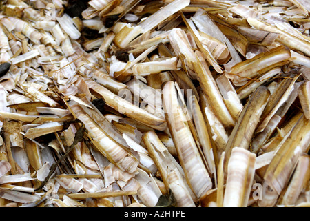 Masse di Pod Razorshells, Ensis siliqua, lavato fino lungo strandline sulla spiaggia Holkham, Norfolk, Regno Unito Foto Stock