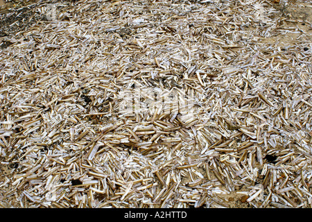 Masse di Pod Razorshells, Ensis siliqua, lavato fino lungo strandline sulla spiaggia Holkham, Norfolk, Regno Unito Foto Stock