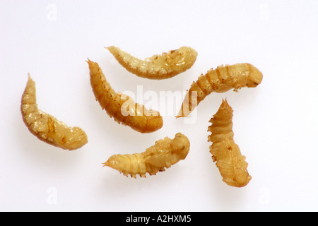 Darkling beetle larva a pupa stadio (Tenebrio molitor) Foto Stock