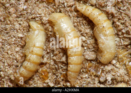 Darkling beetle larva a pupa stadio (Tenebrio molitor) Foto Stock