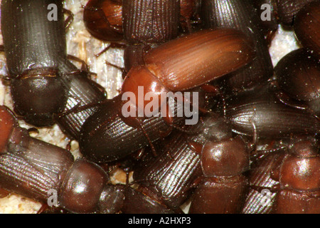 Darkling coleotteri, Tenebrio molitor Foto Stock