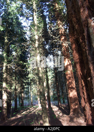 Sequoia gigante Sequoiadendron giganteum nella foresta privata Hanley Castle Malvern Worcestershire Inghilterra antica, età, invecchiato, essere Foto Stock