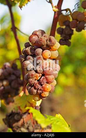 Un ammuffito Semillon uva Sémillon bunch al Ch Raymond Lafon in Sauternes, il 'Botrytis cinerea' (marciume nobile porriture noble) di iniziare ad avere il suo effetto, Bordeaux Gironde Aquitaine Francia Europa Foto Stock