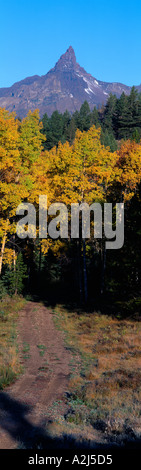 Aspens e recare il dente in montagna pilota Wyoming Foto Stock