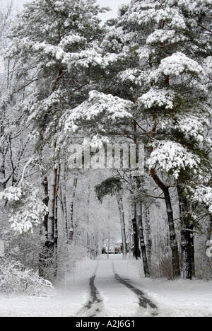 Scena invernale dopo una nevicata umido Michigan Foto Stock