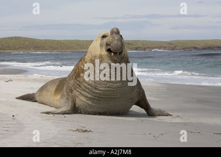 Elefante marino del sud maschio adulto in carica Foto Stock