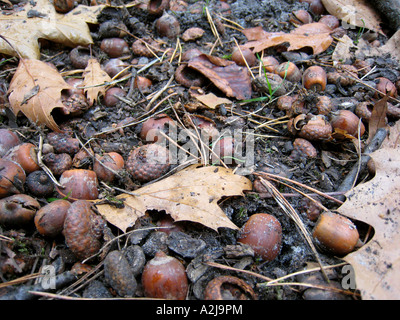 Foglie autunnali e ghiande su woodfloor Foto Stock