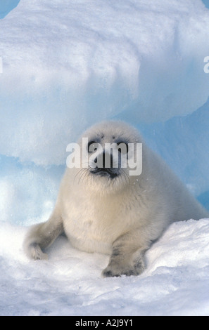 Canada arpa cucciolo di tenuta noto come camice bianco Foto Stock