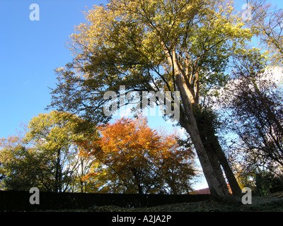 Alberi autunnali sotto il cielo azzurro con grande albero di spicco in primo piano Foto Stock