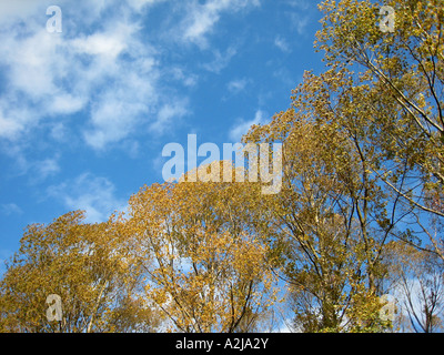 Alberi autunnali sotto il cielo azzurro con grandi alberi di spicco in primo piano Foto Stock