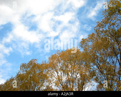 Alberi autunnali sotto il cielo azzurro con grandi alberi di spicco in primo piano Foto Stock