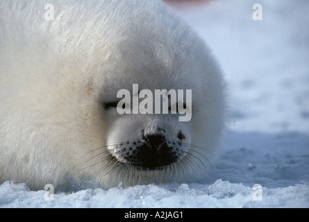 Canada arpa cucciolo di tenuta noto come camice bianco Foto Stock