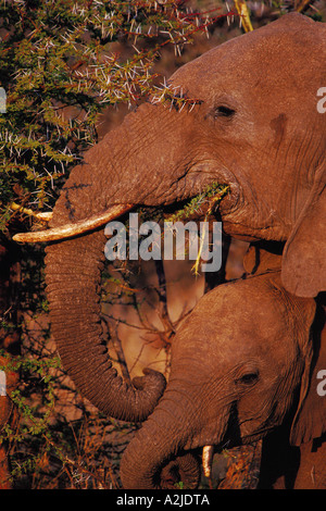 AFRICA, Kenya, Lewa Downs dell' elefante africano - Loxodonta africana Foto Stock