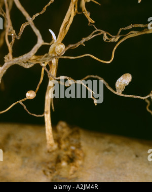 Noduli di erba medica contenente batteri di azoto-fissazione / 4X STUDIO Foto Stock