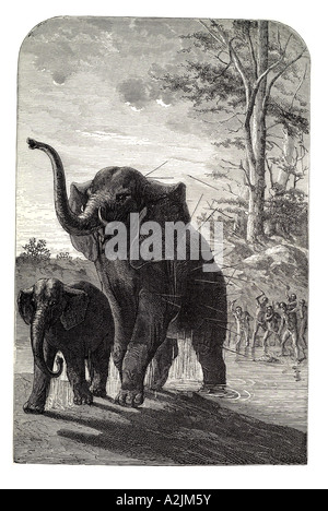 Africa elefante africano lancia suoneria freccia suoneria nativo uccidere uccidere attacco calve) mammifero erbivoro Loxodonta grande grande orecchio grande tribù Foto Stock