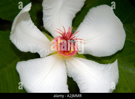 Elephant frutta (mela) fiore , Dillenia Philippinensis - Singapore Giardino Botanico Foto Stock