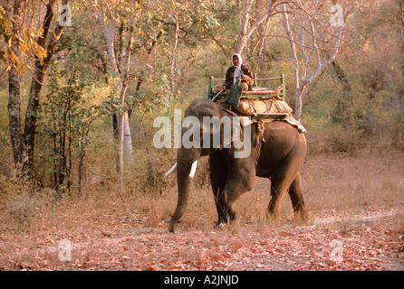 Bandhavgarh Nat'l parco, Khajuraho, Madhya Pradesh, India. Gestore di elefante Foto Stock