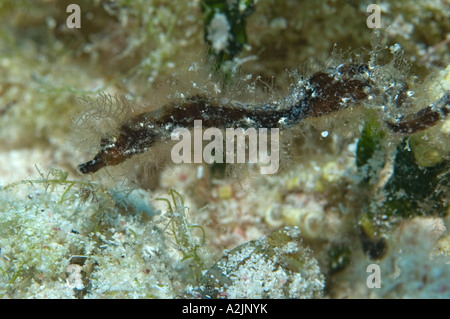 Un pipehorse su alcune alghe nella sabbia in Little Cayman Foto Stock