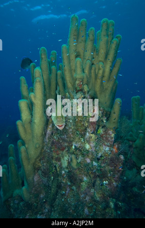 Un supporto del pilastro Corallo con un raggruppatore essendo pulito su una scogliera in Little Cayman Foto Stock