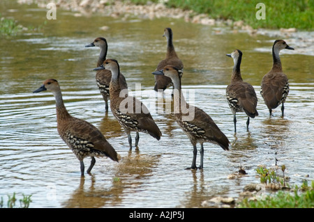 West Indian sibilo Anatre in uno stagno su Little Cayman Foto Stock