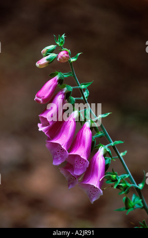 Viola foxglove Digitalis purpurea pianta velenosa Germania Foto Stock