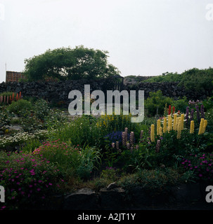 Paese grande giardino con pavimentazione e lupini giallo nelle regioni di frontiera Foto Stock
