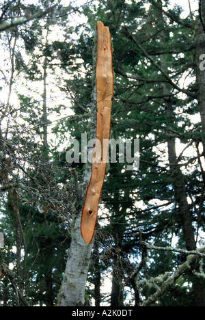 "Alder tree ^rotto dalla tempesta". Foto Stock