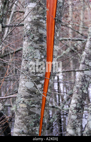 "Alder tree 'split in mezz' dalla tempesta di vento" Foto Stock