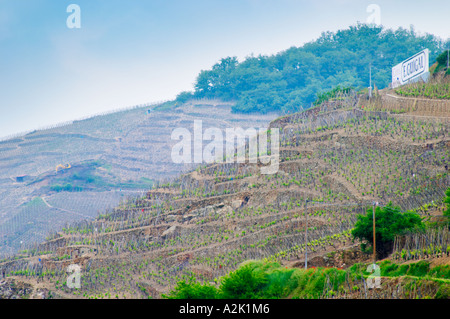 Vigneti terrazzati nella Côte Rotie distretto intorno Ampuis nel nord del Rodano piantate con l'uva Syrah. Un cartello e GUI Foto Stock