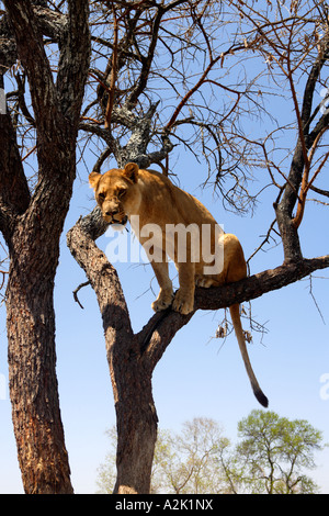 Lion nella struttura ad albero, Panthera leo krugeri. Sud Africa. Foto Stock