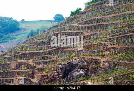 Vigneti terrazzati nella Côte Rotie distretto intorno Ampuis nel nord del Rodano piantate con l'uva Syrah. Molto ripida collina Foto Stock