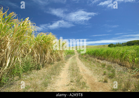 BARBADOS, Costa Nord Est, San Nicholas Abbey: San Nicholas Abbey piantagione di zucchero, i campi di zucchero di canna Foto Stock