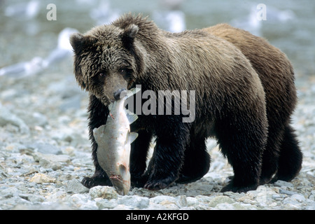 Grizzly Cub portando il salmone nella sua bocca, U.S.A, Alaska Katmai Peninsula Foto Stock