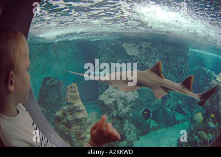 Sawfish Pristis sp gli stati dei raggi e gli squali Oceanopolis Brest Bretagna Francia UE Foto Stock