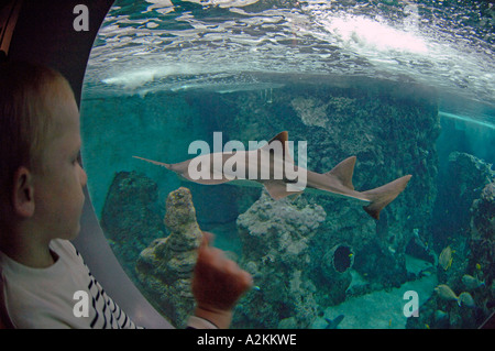 Sawfish Pristis sp gli stati dei raggi e gli squali Oceanopolis Brest Bretagna Francia UE Foto Stock