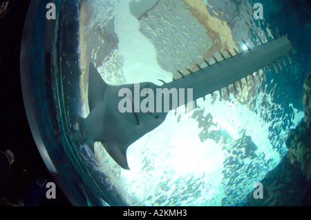 Sawfish Pristis sp gli stati dei raggi e gli squali Oceanopolis Brest Bretagna Francia UE Foto Stock