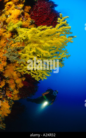 Subacqueo con parete colorata giallo e coralli, gerardia savaglia Foto Stock