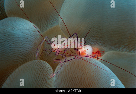 Gamberetti commensali in bolla coral, Vir philippinensis Foto Stock