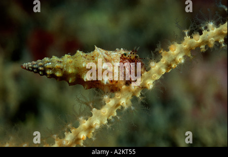 Striping granchio eremita su bianco gorgonia, Pagurus anachoretus Eupagurus anachoretus Foto Stock