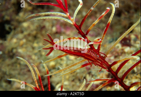 Featherstar gamberetti, Hippolyte prideauxiana Foto Stock