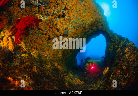 Subacqueo in immersione in grotta con le margherite di mare, Parazoanthus axinellae Foto Stock