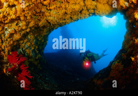 Subacqueo in immersione in grotta con le margherite di mare, Parazoanthus axinellae Foto Stock