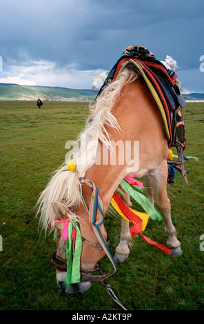 Agosto 4, 2006 - cavallo al pascolo decorato con nastri colorati per la Litang Horse Festival sulle praterie di Litang. Foto Stock