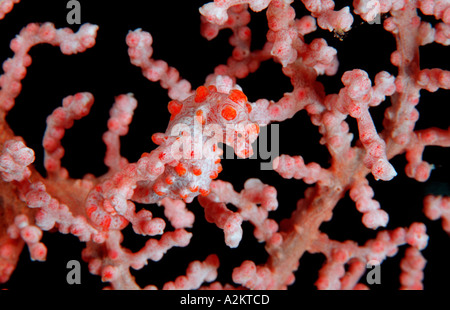 Rosso cavalluccio marino pigmeo sul mare fan, Hippocampus bargibanti Foto Stock