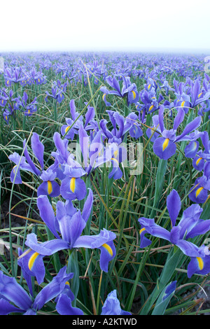 Campo di blu iris in mattinata nebbiosa Mount Vernon Skagit Valley Skagit County Washington STATI UNITI D'AMERICA Foto Stock