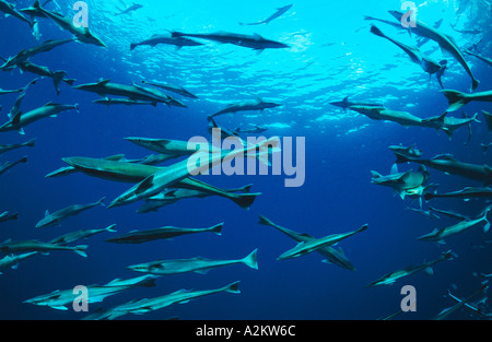 Scuola di esili suckerfish, Echeneis naucrates Foto Stock